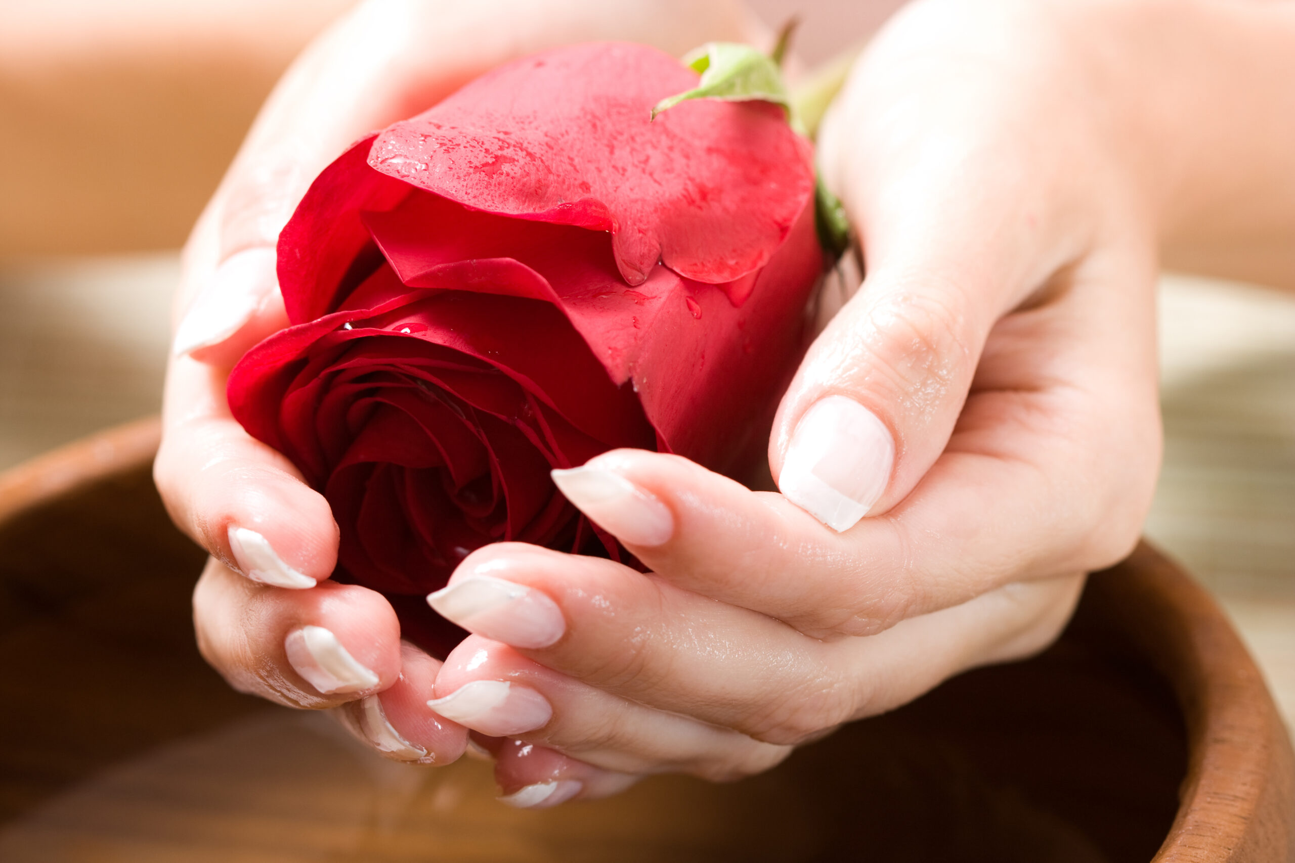 Beautiful hands with French manicure. Soft-focused, low DOF, focus on rose